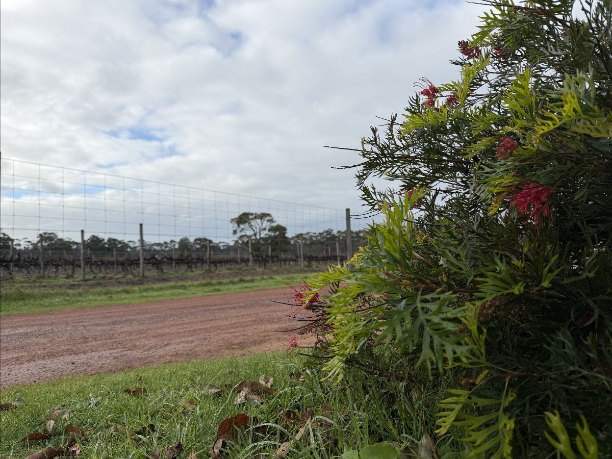 Leafy green shrub with small red flowers in the right foreground beside grass and a dirt road. A wire fence and vineyard rows stretch into the distance under a cloudy sky.