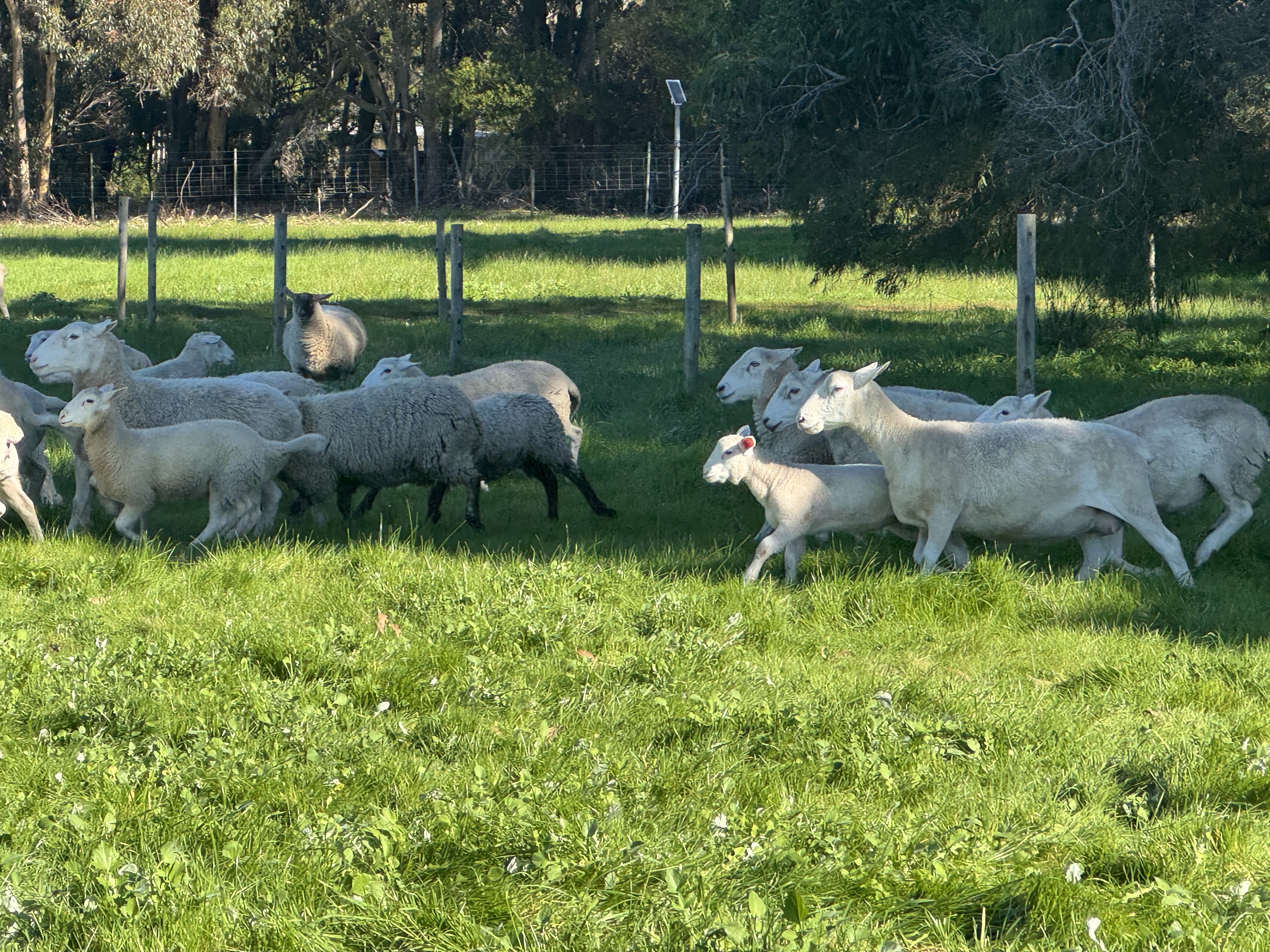 Group of sheep and lambs walking across a green grassy paddock. Fence posts and tall trees line the background.
