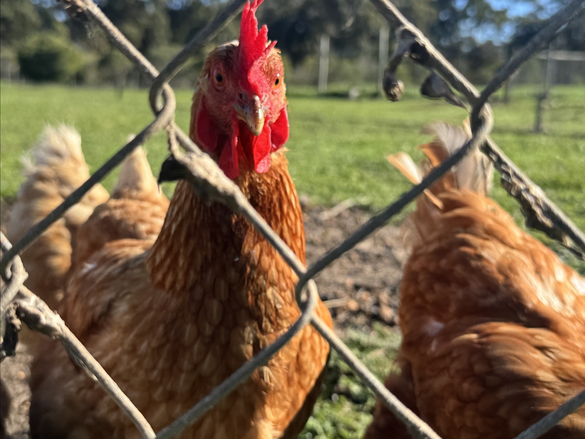 Close-up of a brown chicken with a red comb looking through a chain-link fence. Other brown chickens stand in the background on grass in bright sunlight.