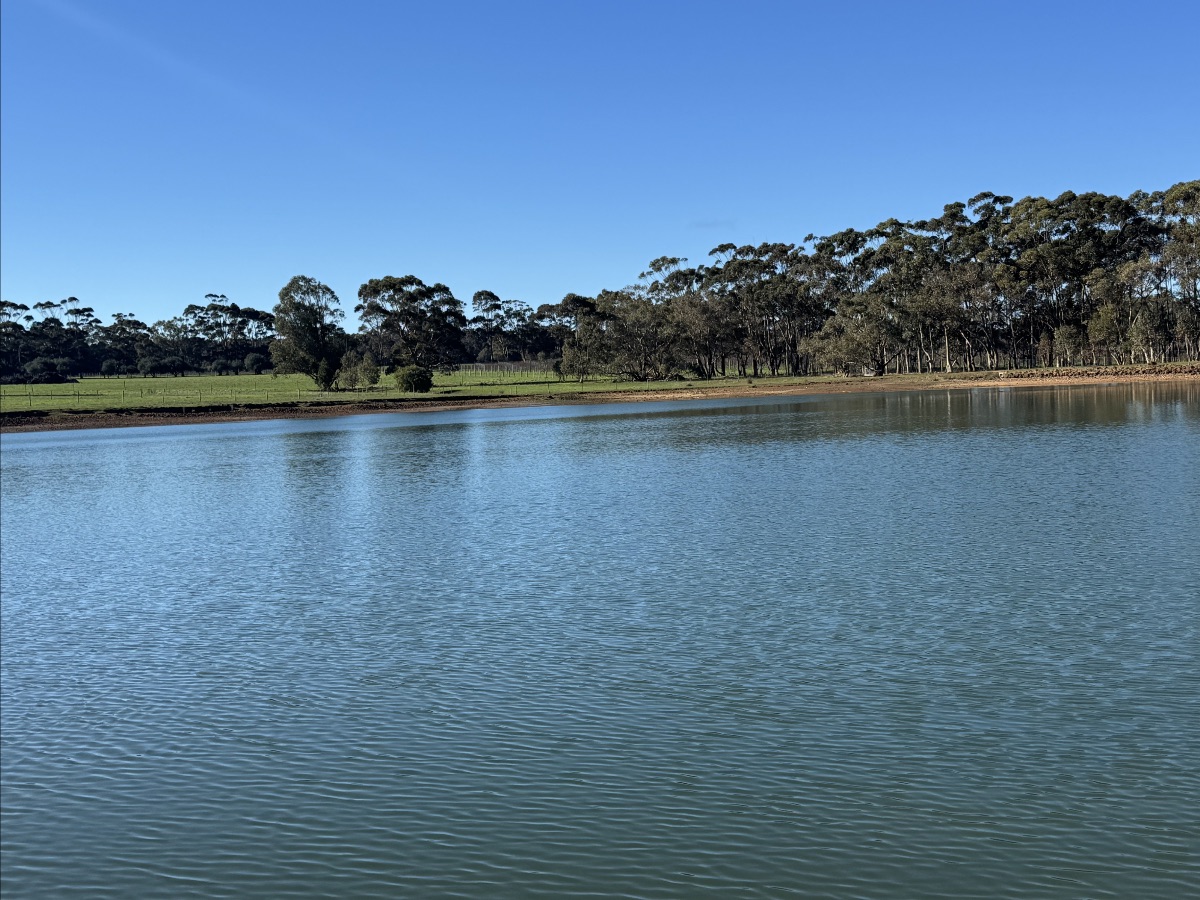 Calm farm pond with rippled water in the foreground, bordered by grassy fields and a line of trees along the far shore. Clear blue sky overhead.