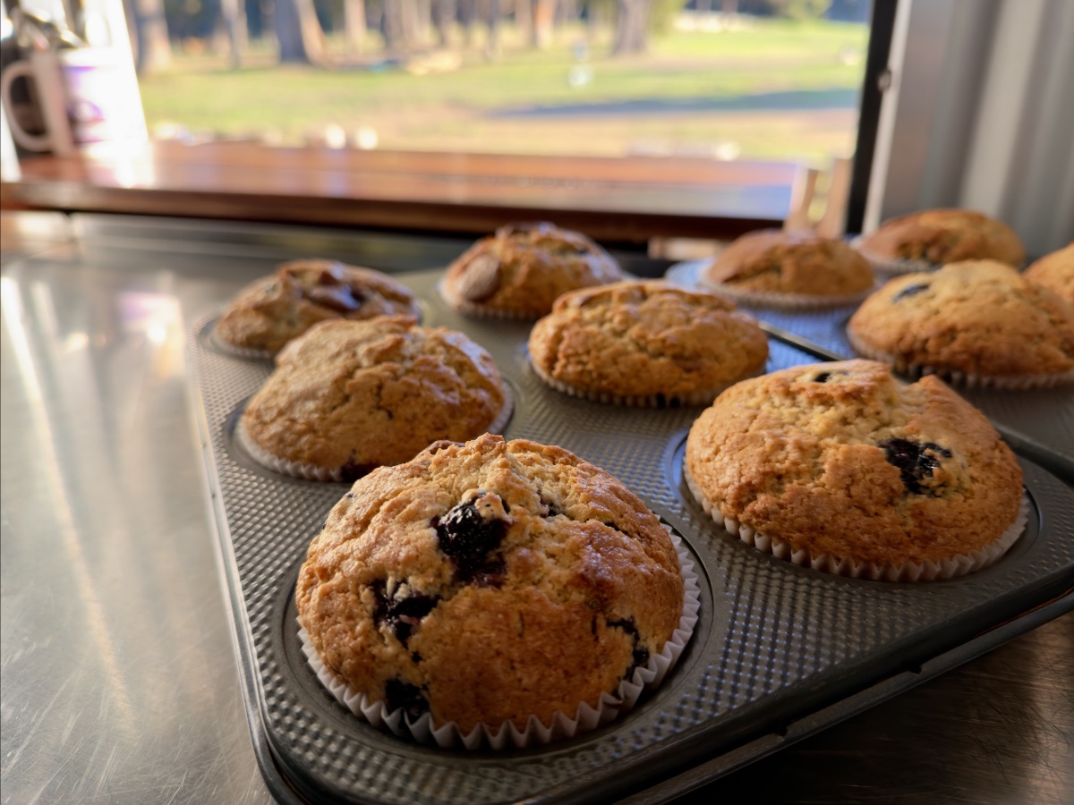 Freshly baked blueberry muffins in a muffin tin on a stainless-steel counter. Sunlight streams in through a window behind them, with a grassy yard and trees visible outside.