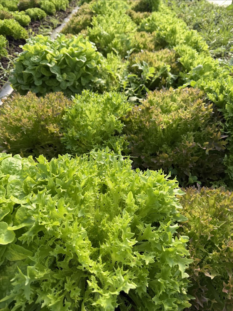 Rows of leafy green and red-tinged lettuce growing in a garden bed. Sunlight highlights the textured leaves in the foreground with more greens fading into the background.