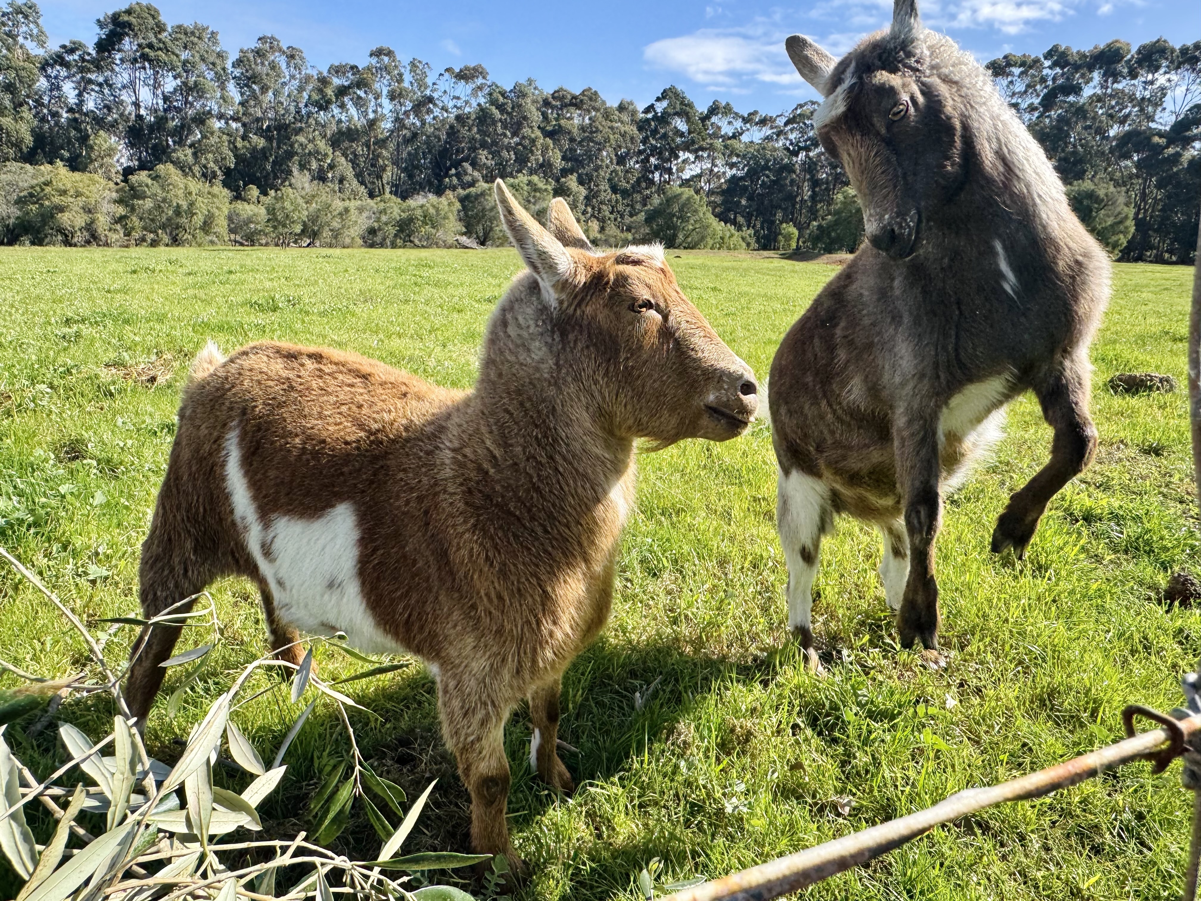 Two goats stand in a sunny green pasture, one close to the camera and another rearing up on its hind legs. Trees line the background under a blue sky.