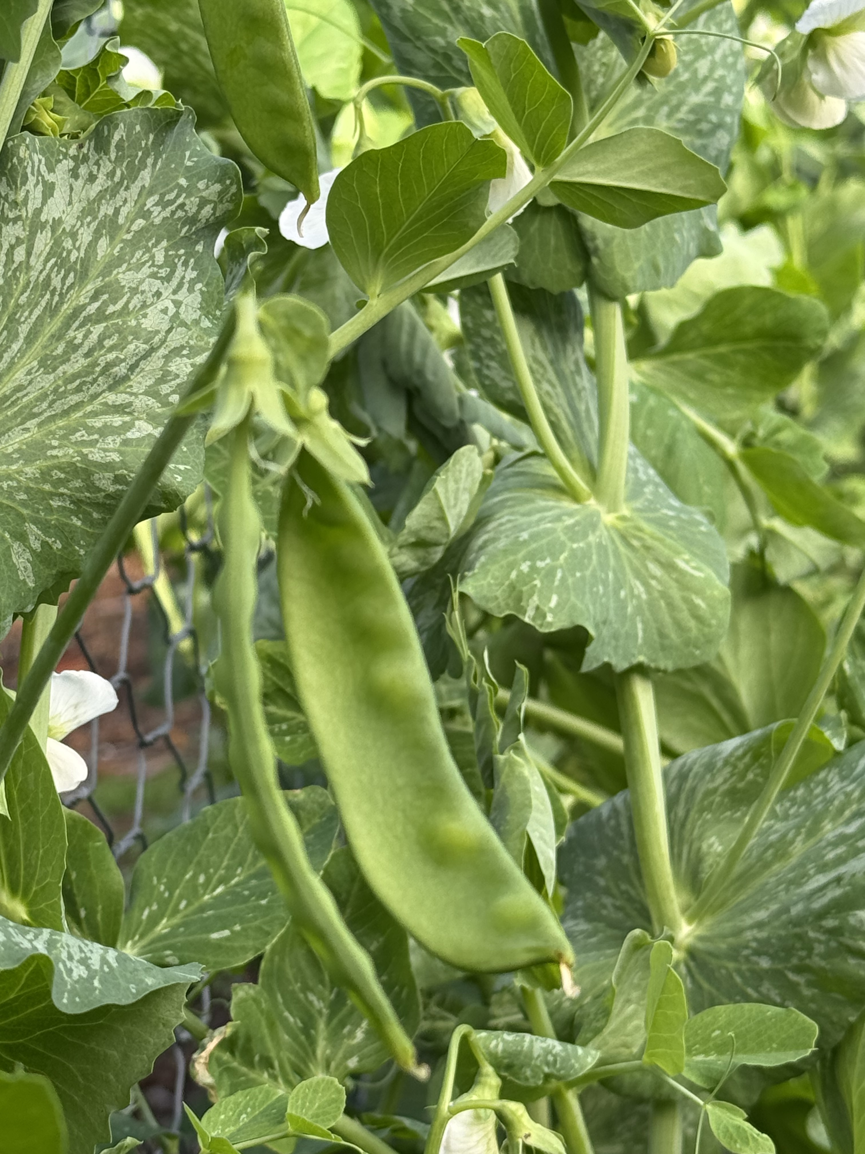 Close-up of pea plants with two green pea pods hanging among mottled green leaves and small white blossoms. A section of wire trellis is visible in the background.