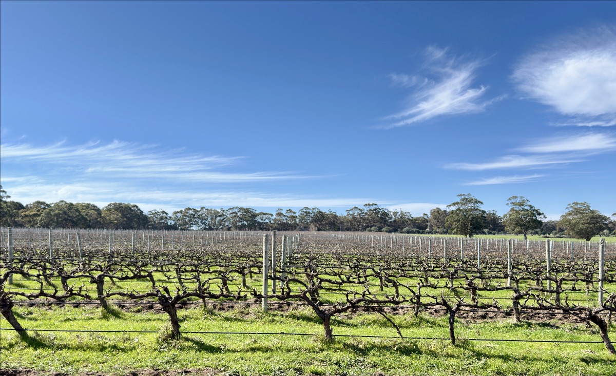 Rows of pruned grapevines supported by posts and wires stretch across a green field. A line of trees sits on the horizon beneath a bright blue sky with wispy clouds.