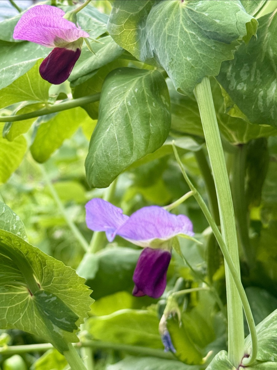 Close-up of a pea plant with broad green leaves and two purple pea blossoms. Green stems and foliage fill the background.