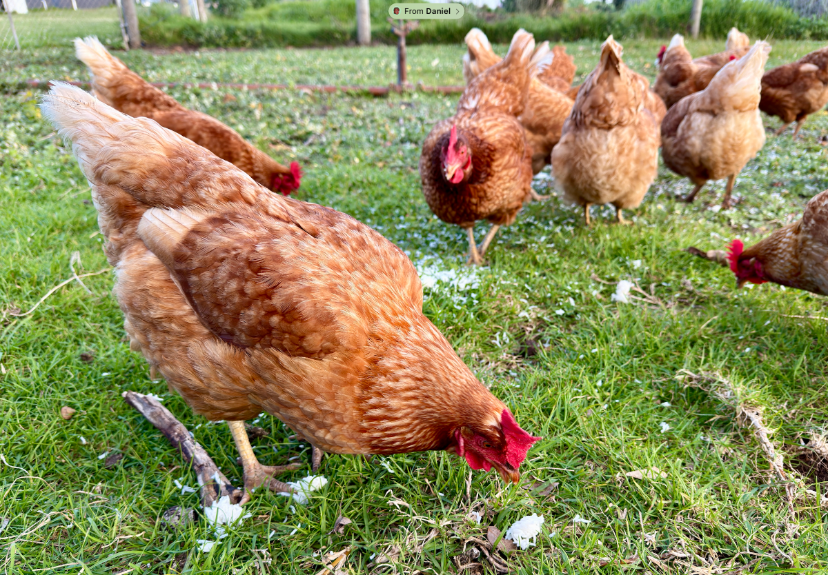 Several brown chickens with red combs forage on a grassy field, with one chicken pecking at the ground in the foreground. More chickens stand and peck in the background near fence posts.