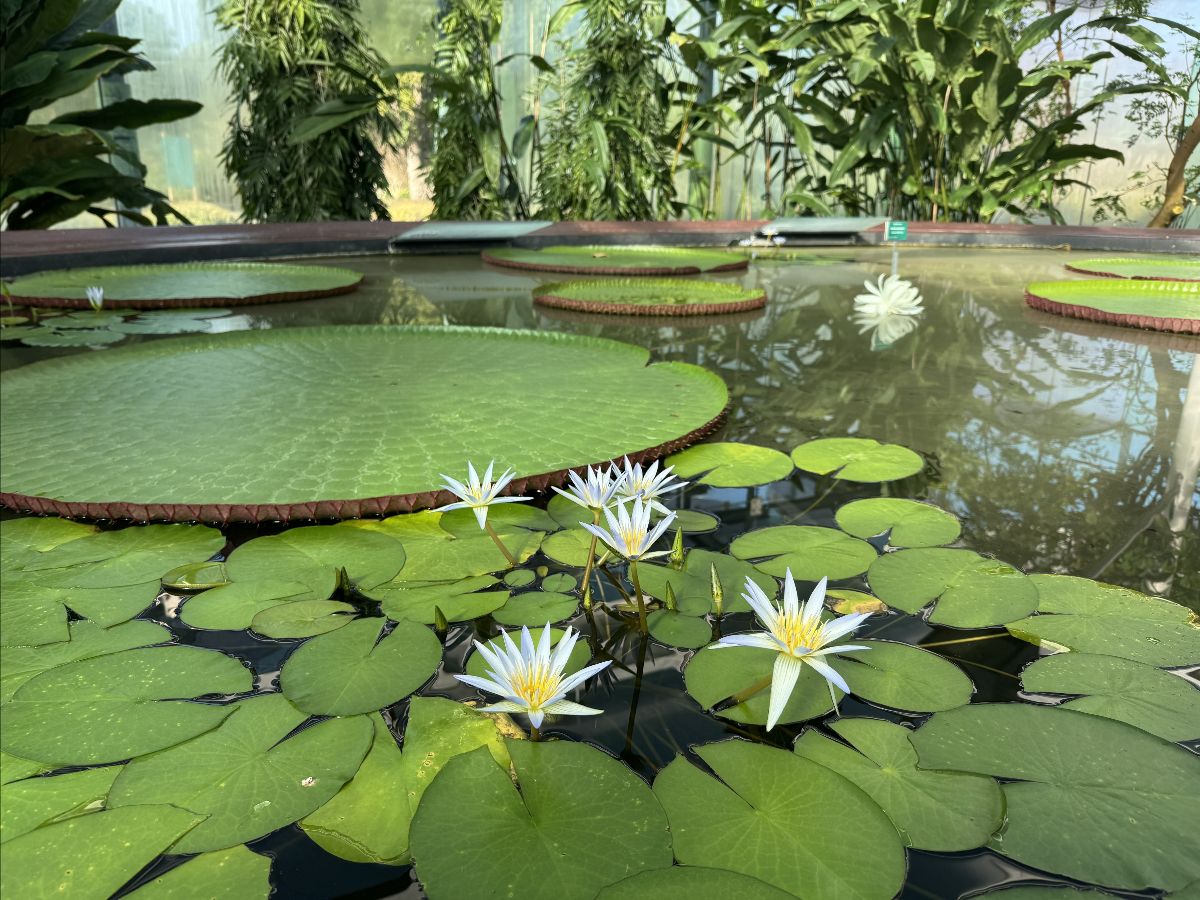White water lilies blooming among round green lily pads on a calm pond. Several oversized, platter-like lily pads float in the background beneath tall leafy plants.
