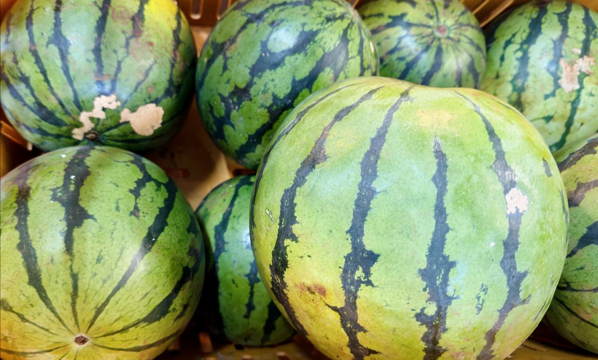 Several whole watermelons with green rinds and dark stripes packed closely together in a crate. One large watermelon dominates the foreground on the right.