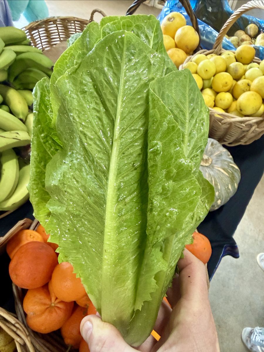 Hand holding a large green romaine lettuce leaf in front of baskets of produce. Bananas, oranges, yellow apples, and a squash are visible around it.