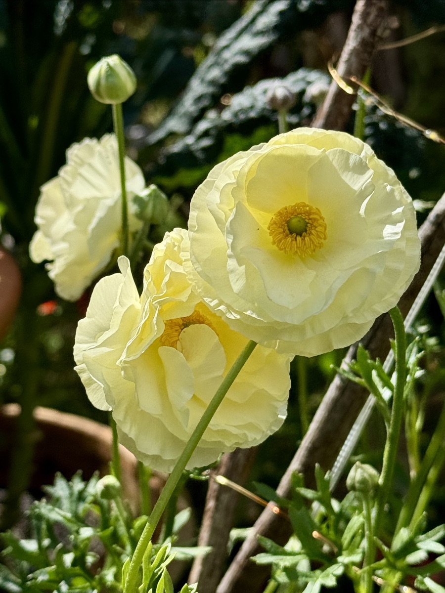 Pale yellow, layered-petal flowers with golden centers bloom on tall green stems, with one unopened bud nearby. Soft-focus green foliage and a few wooden stakes fill the background.