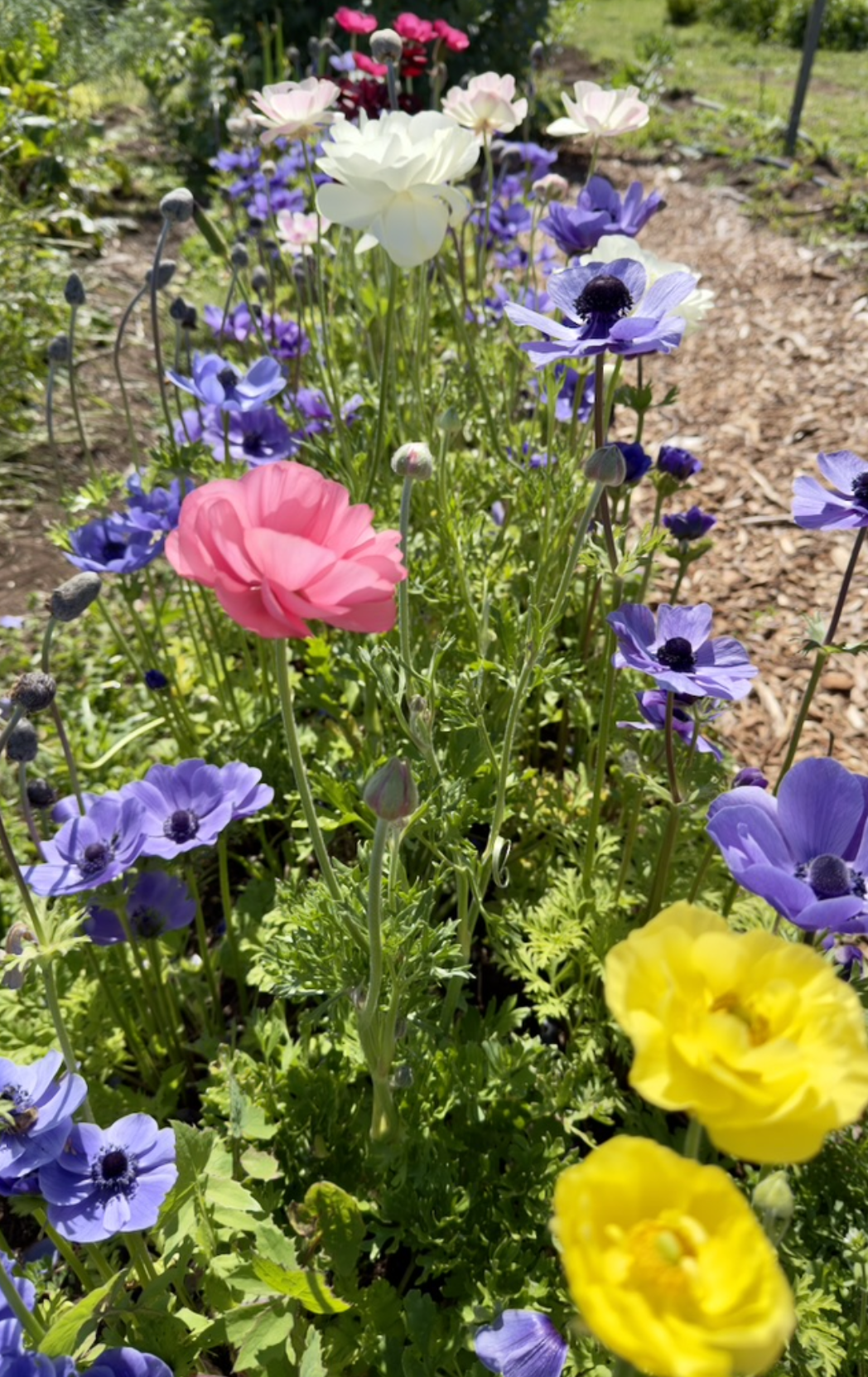 Colorful flowers bloom in a garden bed, including purple anemones with dark centers and pink, white, and yellow blossoms. A mulched path runs along the right side with green plants in the background.