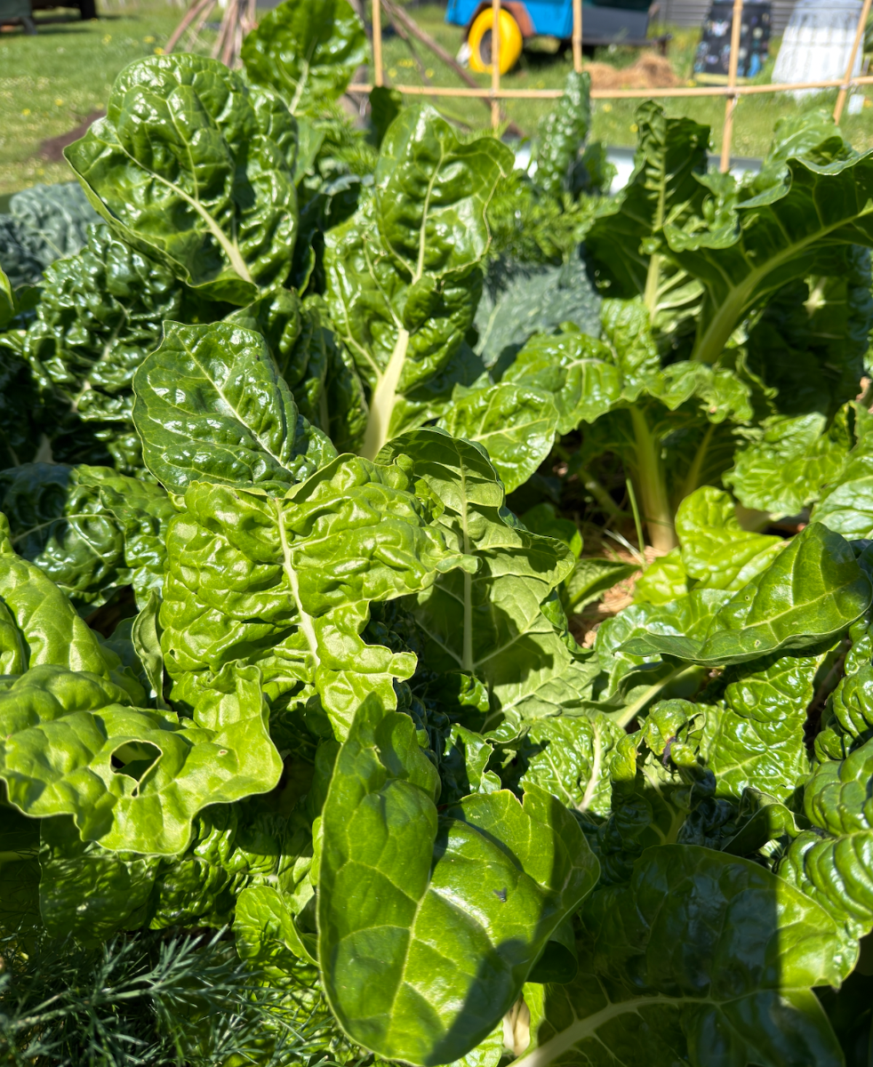 Lush, crinkled green leafy vegetables growing closely together in a garden bed under bright sunlight. Wooden trellis supports and farm equipment are visible in the blurred background.