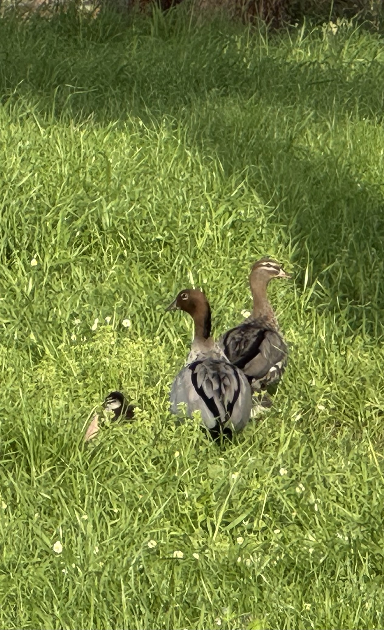Two ducks stand in tall green grass, with a third duck partly hidden in the foreground. The ducks have brown heads and gray bodies with dark wing markings.